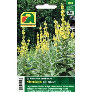 Austrosaat Königskerze Saatgut: Blühende Königskerzenpflanze mit gelben Blüten.