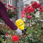 Gelber Mesto Bugsi Drucksprüher 360° in Anwendung an Rosen.