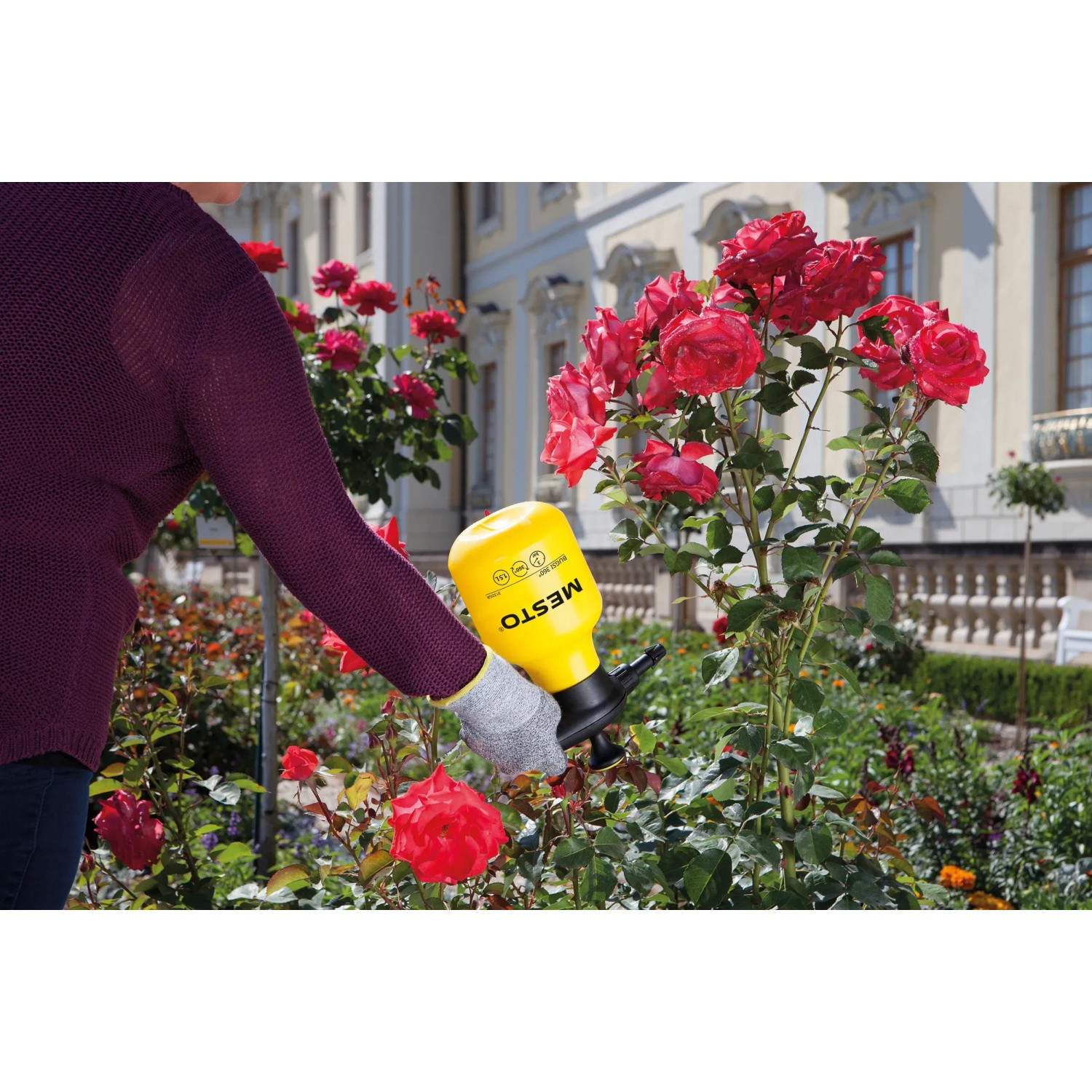 Gelber Mesto Bugsi Drucksprüher 360° in Anwendung an Rosen.
