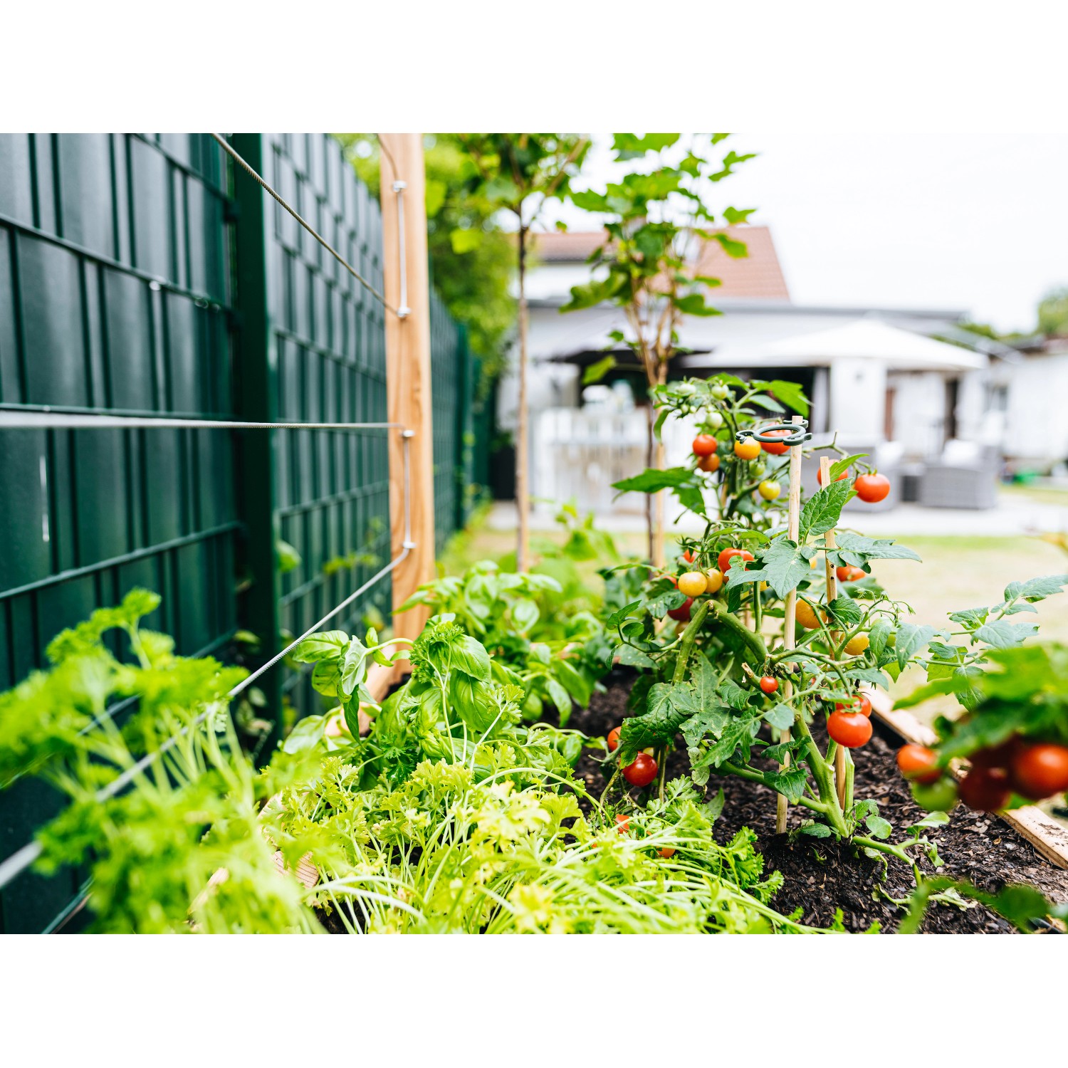 Tomaten und Gemüse wachsen in torffreier Compo Bio Erde im Gartenbeet.