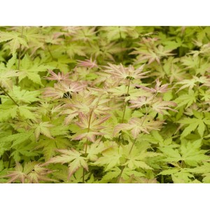 Fächerahorn 'Orange Dream' mit gelb-grünen Blättern und orangem Austrieb im Frühling.