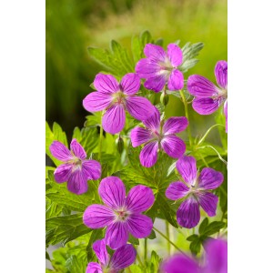 Rosa Sumpf-Storchschnabel (Geranium palustris) mit grünen Blättern, Topf-Ø ca. 9 cm.