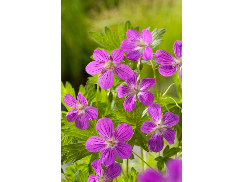 SumpfStorchschnabel Rosa TopfØ ca. 9 cm Geranium palustris kaufen bei OBI