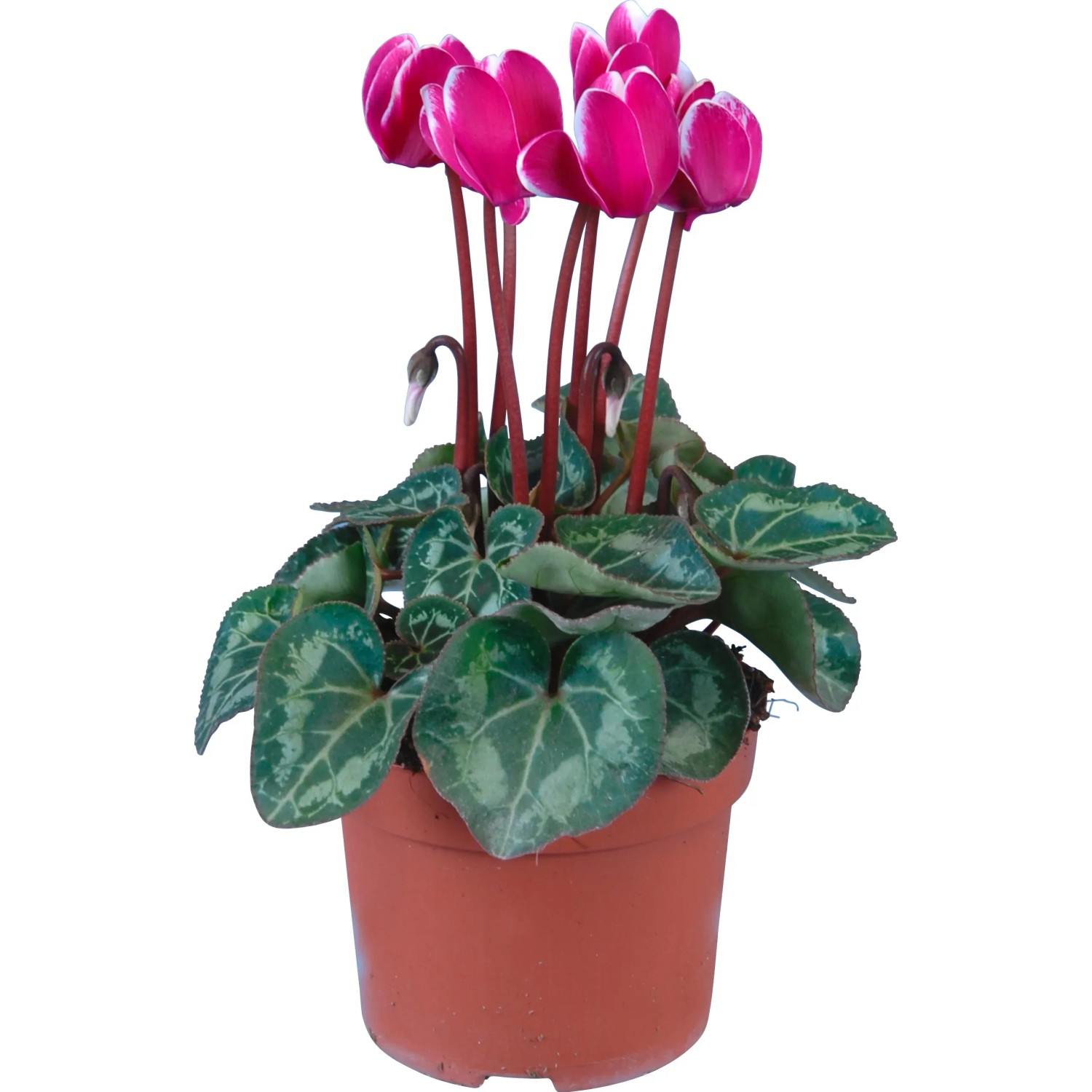 Alpenveilchen "Fantasia" Lila Topf- ca. 10,5 cm kaufen bei OBI