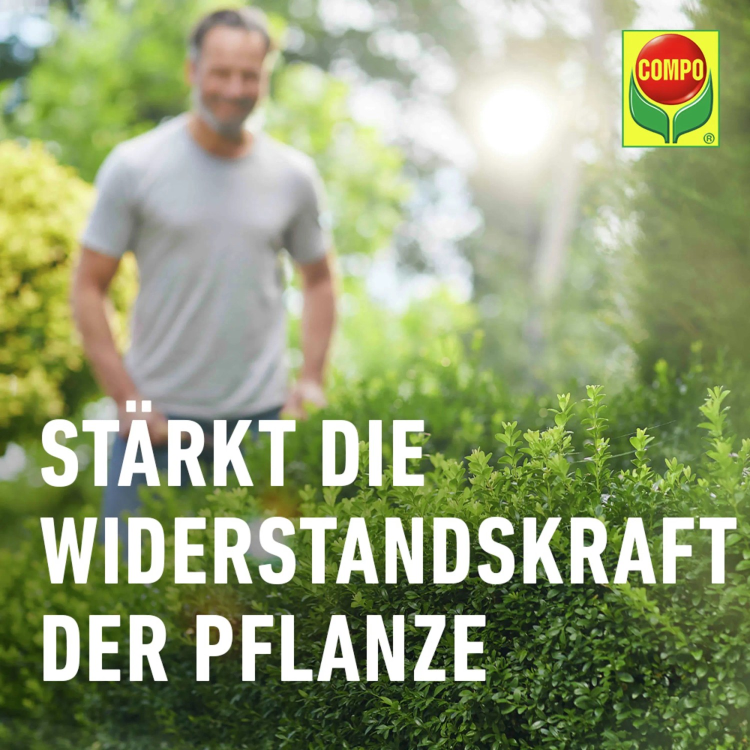 Compo Buchsbaum- und Ilexdnger 1 l kaufen bei OBI