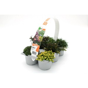 GROW BY OBI Frühjahrsstauden 6er-Pack