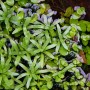 Dennerle Plants Heteranthera zosterifolia Aquariumpflanze In-Vitro, hellgrüne Stängelpflanze.