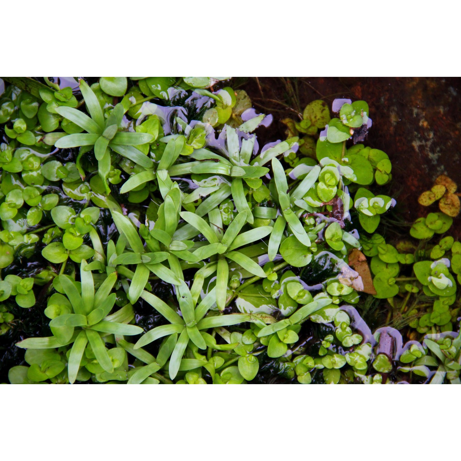 Dennerle Plants Heteranthera zosterifolia Aquariumpflanze In-Vitro, hellgrüne Stängelpflanze.