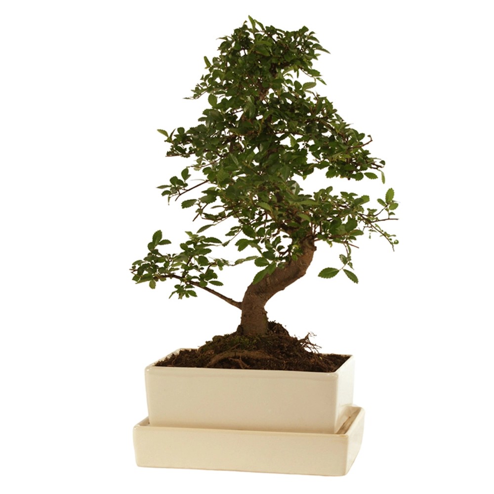 Bonsai mit Wasserspeicher und Untertasse Höhe ca. 30 40 cm TopfØ ca