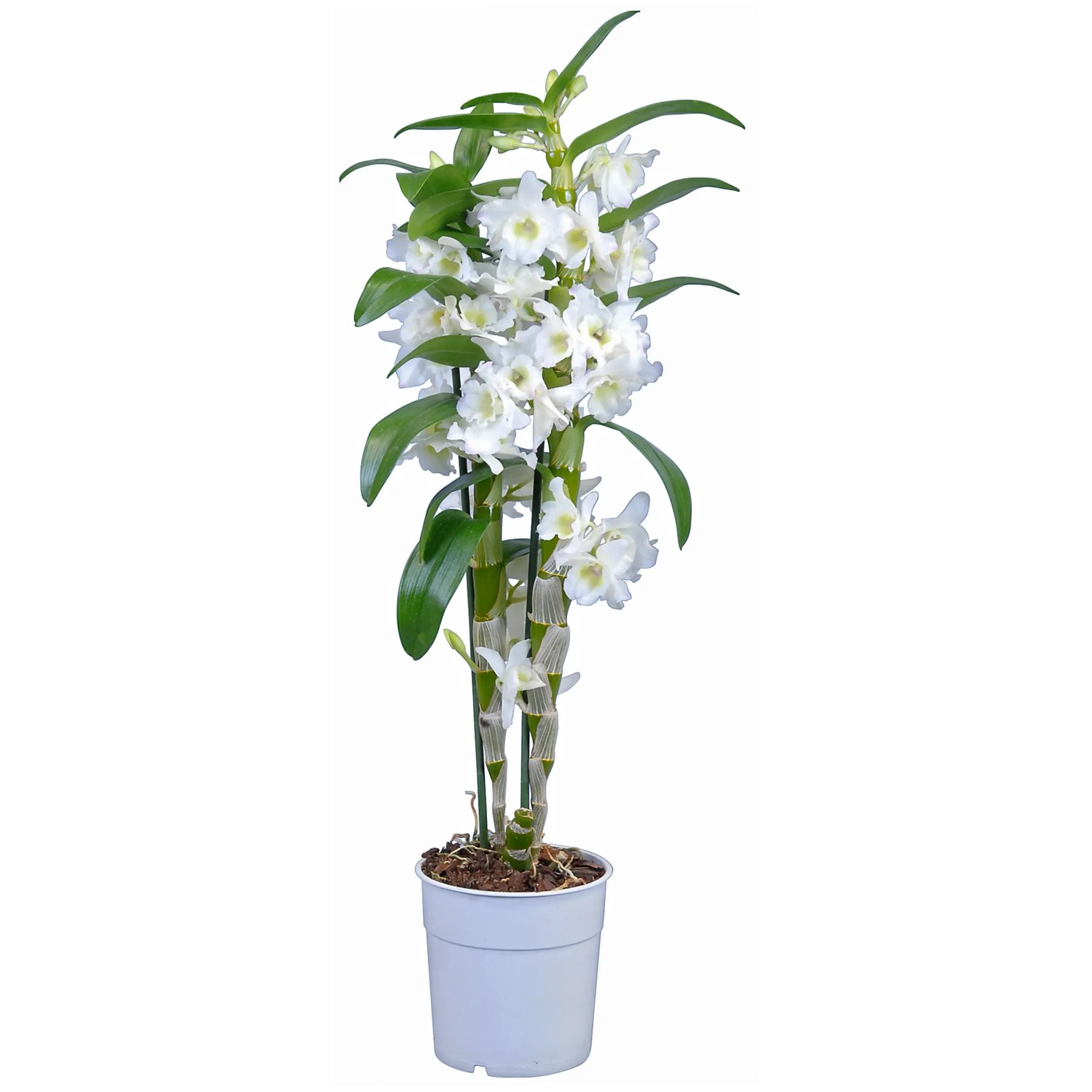 Bambus-Orchidee "Star Class" 2-Trieber Wei Dendrobium kaufen bei OBI