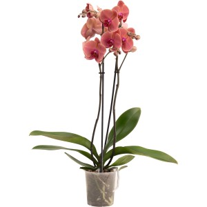 GROW by OBI Schmetterlingsorchidee "Asian Coral" ca. 60 -70 cm Topf-Ø ca. 12 cm