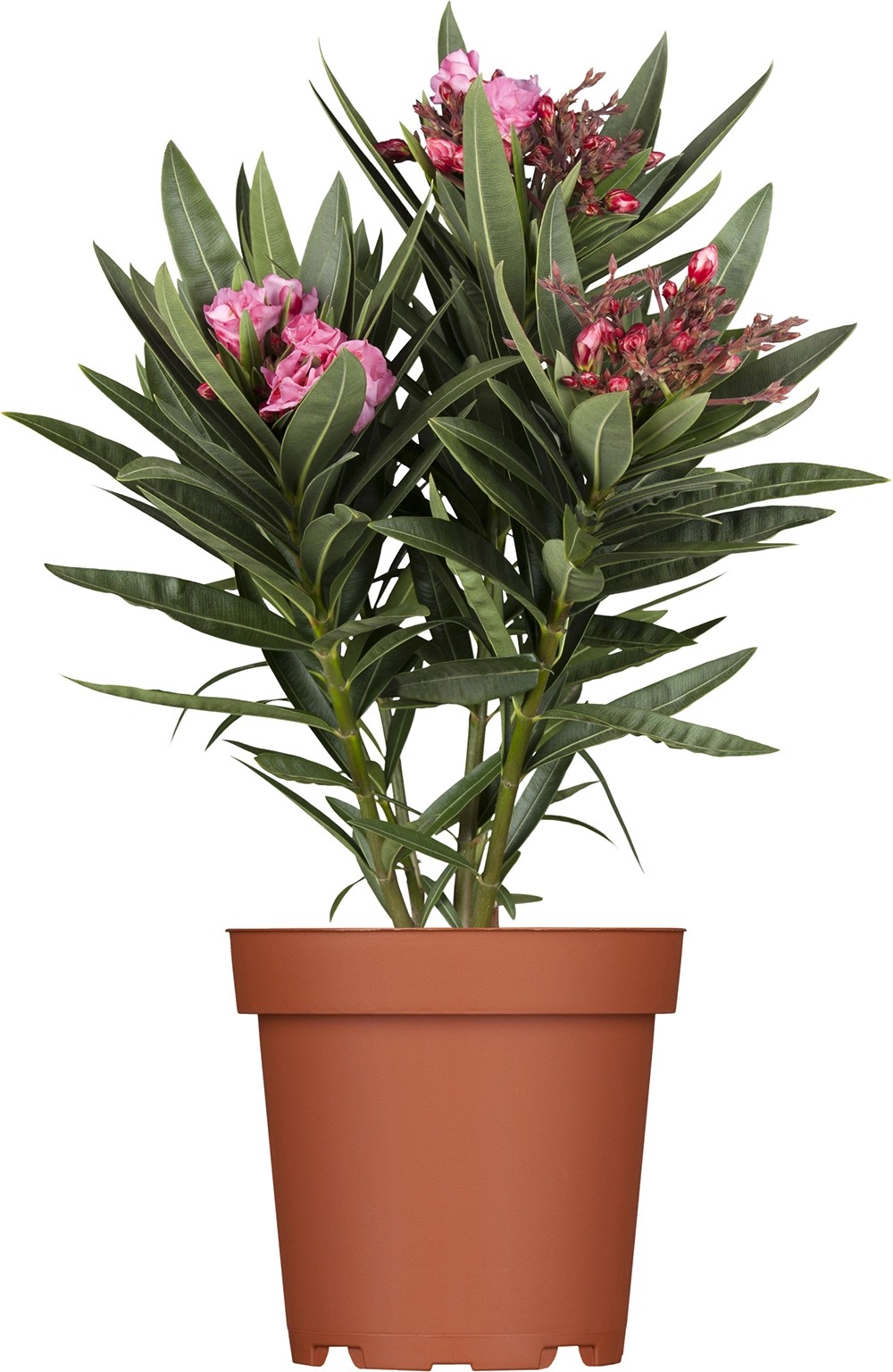 OBI Oleander Busch TopfØ ca. 20 cm Nerium oleander kaufen bei OBI