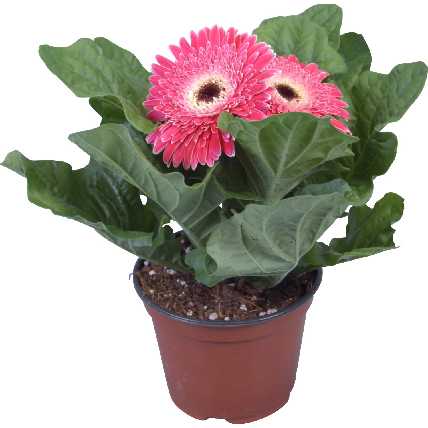 Gerbera Rosa TopfØ ca. 12 cm kaufen bei OBI