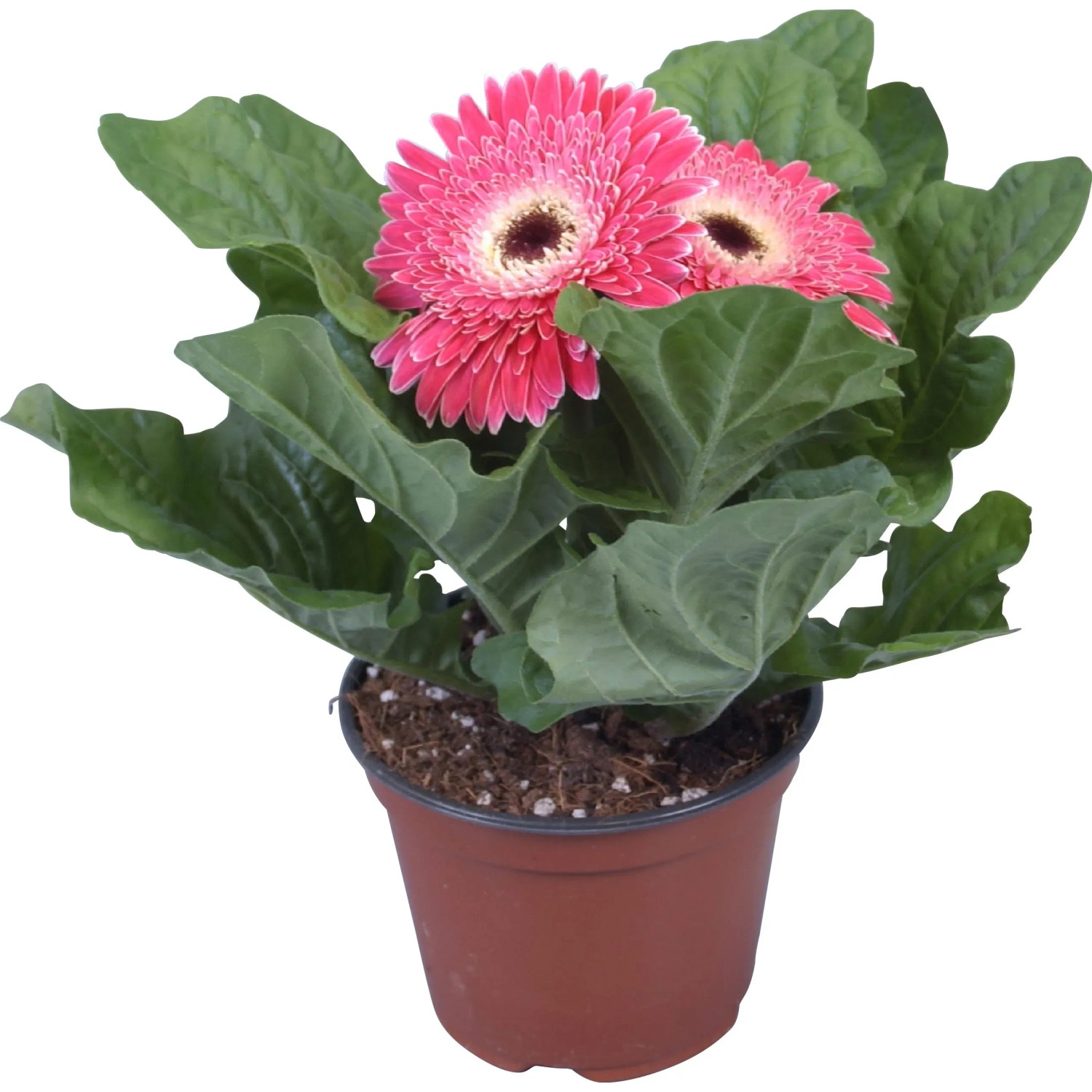 weihnachtsstern samenkapsel Blaue Weihnachtsstern-Blumensamen – Pure Asia Seeds