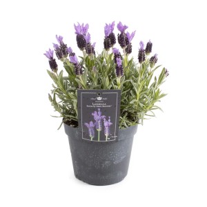 Schopf-Lavendel "Annouk" Lila Topf-Ø ca. 12 cm Lavandula stoechas