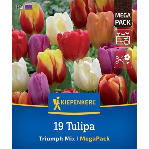 Kiepenkerl Triumph-Tulpen Mischung, 19 Blumenzwiebeln in verschiedenen Farben.