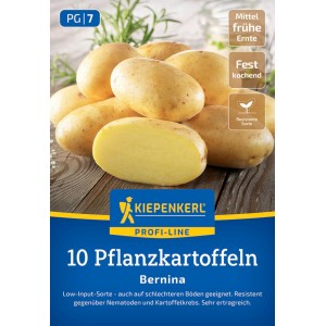 Kiepenkerl Pflanzkartoffel Bernina, 10 St