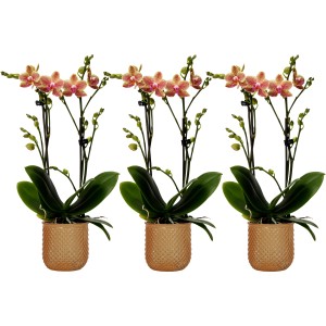 Schmetterlingsorchidee "Kolibri" 2-Trieber Orange im Glas-Gefäß Topf-Ø 9 cm