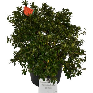 Japanische Azalee Orange im Topf, ca. 30-40 cm hoch. Immergrüner Rhododendron für Garten und Kübel.