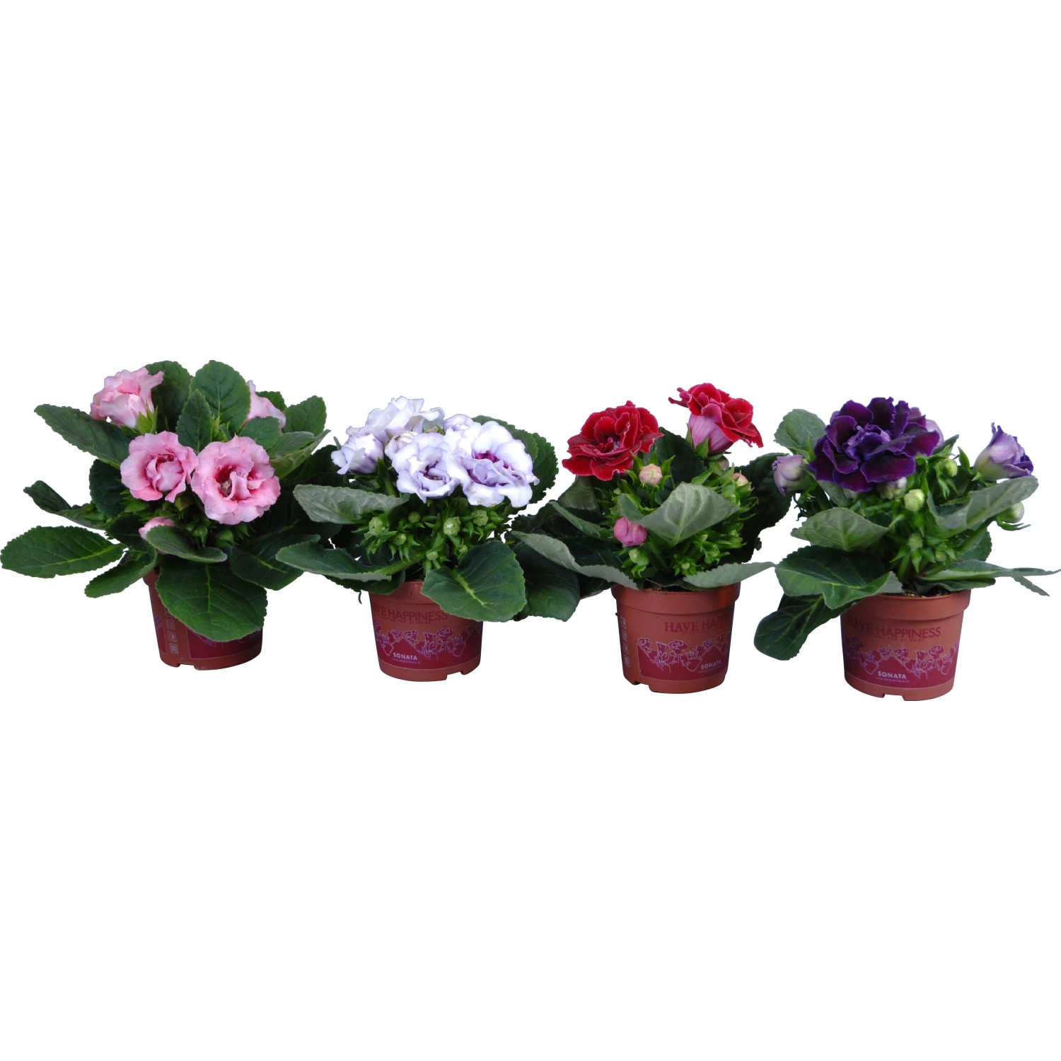 pflanzenversand zimmerpflanzen Rette mich: Zimmerpflanzen 12er Set kaufen main image 0