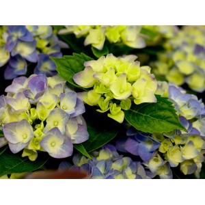 Bauernhortensie "Blue Boogiewoogie" Blau Höhe ca. 50 - 60 cm Topf ca. 5 l