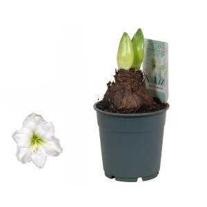 Amaryllis Weiß Topf-Ø ca. 12 cm Hippeastrum