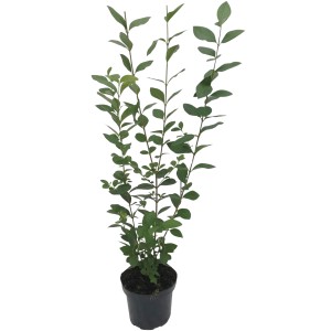 Ovalblättriger Liguster im Topf, Set mit 50 Stück für blickdichte Hecken.