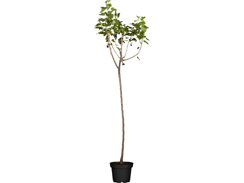 OBI Bio Johannisbeere Hochstamm Schwarz Ribes nigrum kaufen bei OBI