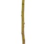 Hochstammrose im Topf, ca. 80-100 cm hoch. Ideal für Beet und Kübel.