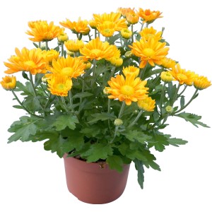 Gelbe Chrysantheme (Chrysanthemum indicum) im Topf, ca. 11 cm Ø.