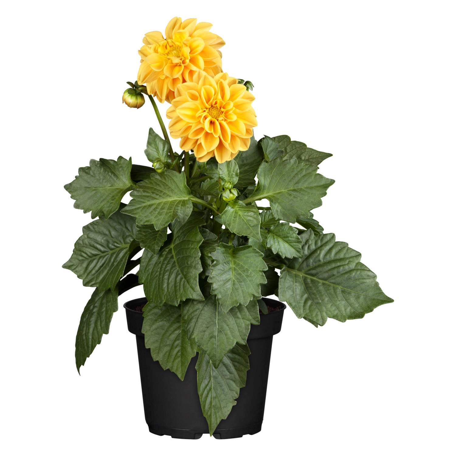GartenDahlie TopfØ ca. 13 cm Dahlia Hybride kaufen bei OBI