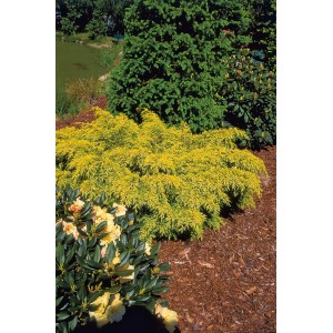 Goldener Chinesischer Wacholder 'Golden Saucer' im Garten, ein dekorativer Bodendecker.