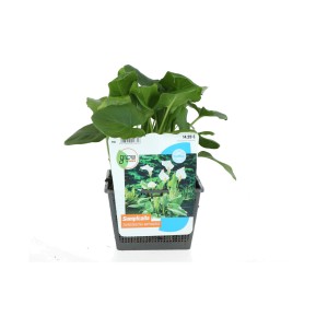 Zantedeschie Weiß im Topf, 18x18 cm, elegante Teichpflanze mit grünen Blättern.