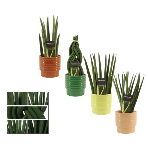 Bogenhanf in Sorten im Keramik-Gefäß Topf-Ø ca. 12 cm Sansevieria Cylindrica