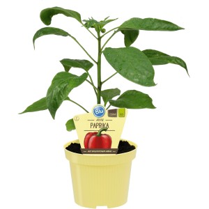 Blu Paprika Rot 'Midired' im Topf (Ø 12cm). Kompakte Pflanze mit grünen Blättern und kleinem Etikett.