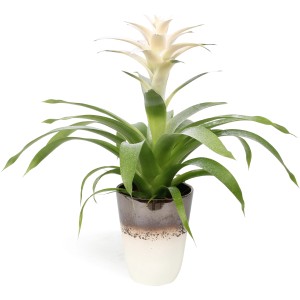 Guzmanie Arrangement in weißbraunem Keramiktopf, Blühpflanze mit weißer Blüte, Topf ca. 13 cm Ø.