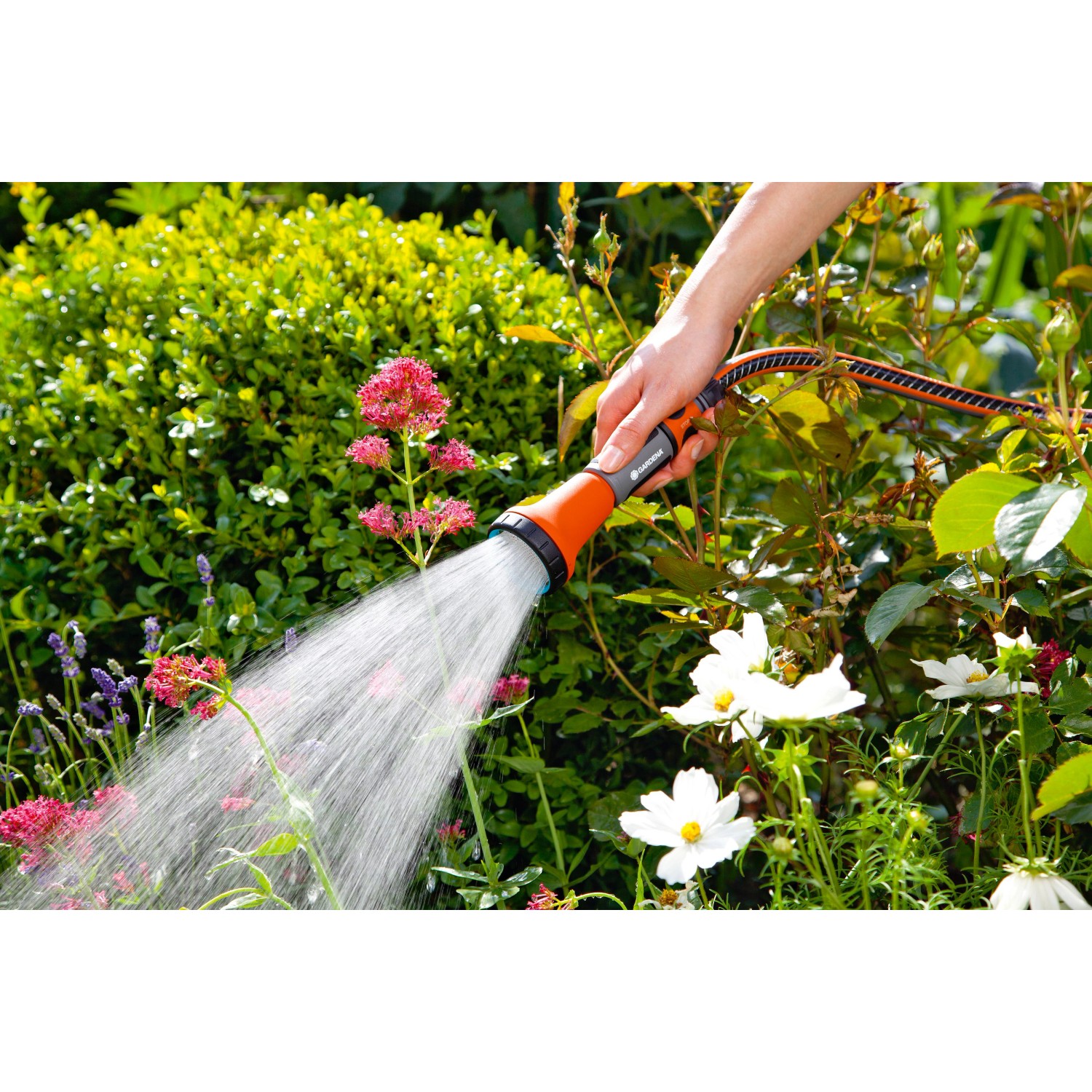 Gardena Bewässerungsbrause in Aktion: Gießen von Blumen im Garten.