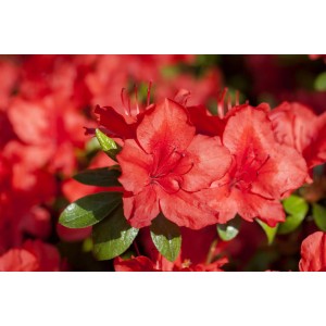 Zimmerazalee mit roten Blüten und grünen Blättern, Rhododendron simsii.