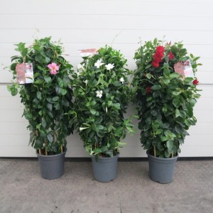 Dipladenia Bogen Bicolor XXL von GROW by OBI: Kübelpflanze mit roten, weißen und pinken Blüten.