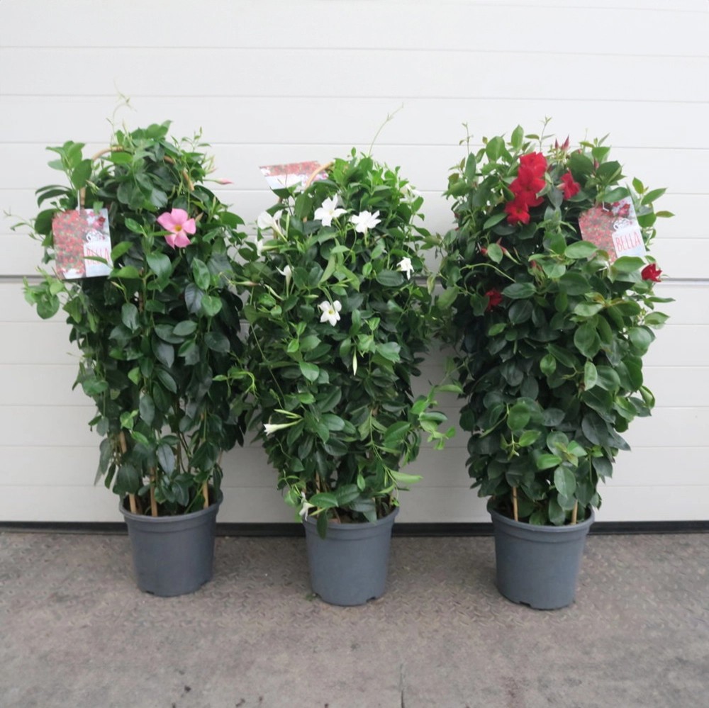 GROW by OBI Dipladenia Bogen Bicolor XXL Mandevilla sanderi kaufen bei OBI