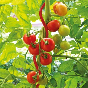 Bellissa Tomatenspirale, 170 cm, rot, mit wachsenden Tomaten an der Rankhilfe.