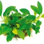 Dennerle Aquariumpflanze Anubias Bonsai, kleine, grüne Blätter, ideal für Nano-Aquarien.
