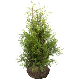 Smaragd Lebensbaum (Thuja) im Ballen, ca. 80-100cm hoch, ideal als Heckenpflanze.