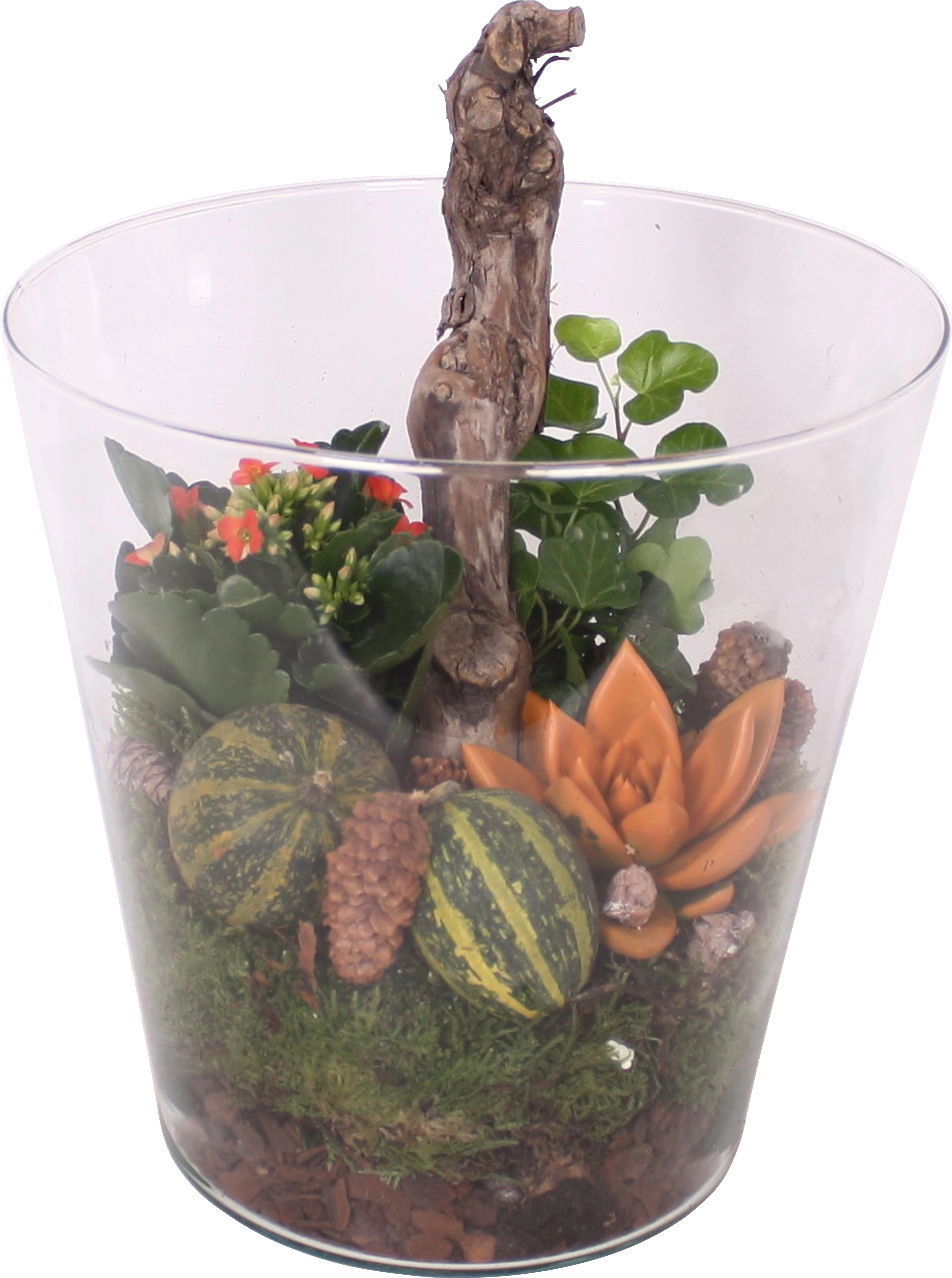Herbstliches Sukkulenten-Arrangement in Glasvase Topf-Ø ca. 15 cm ...