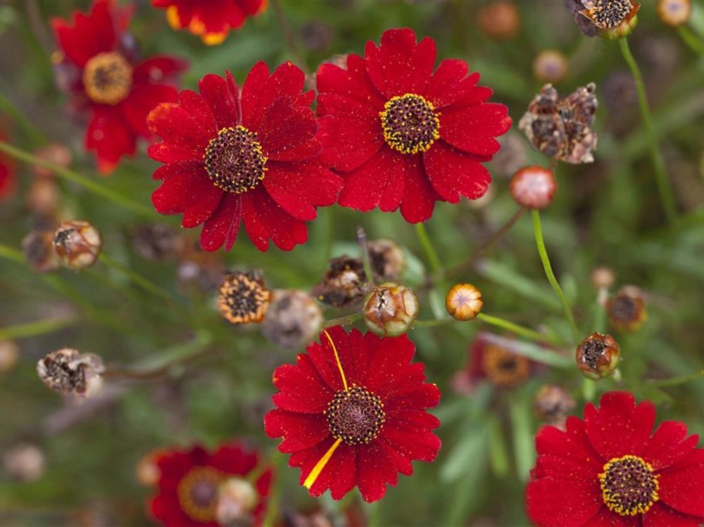 OBI Mädchenauge "Red Ruby" Rot TopfØ ca. 9 cm x 9 cm Coreopsis kaufen