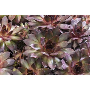 Nahaufnahme: Roter OBI Hauswurz (Sempervivum) im 12 cm Topf. Ideal für Steingärten.