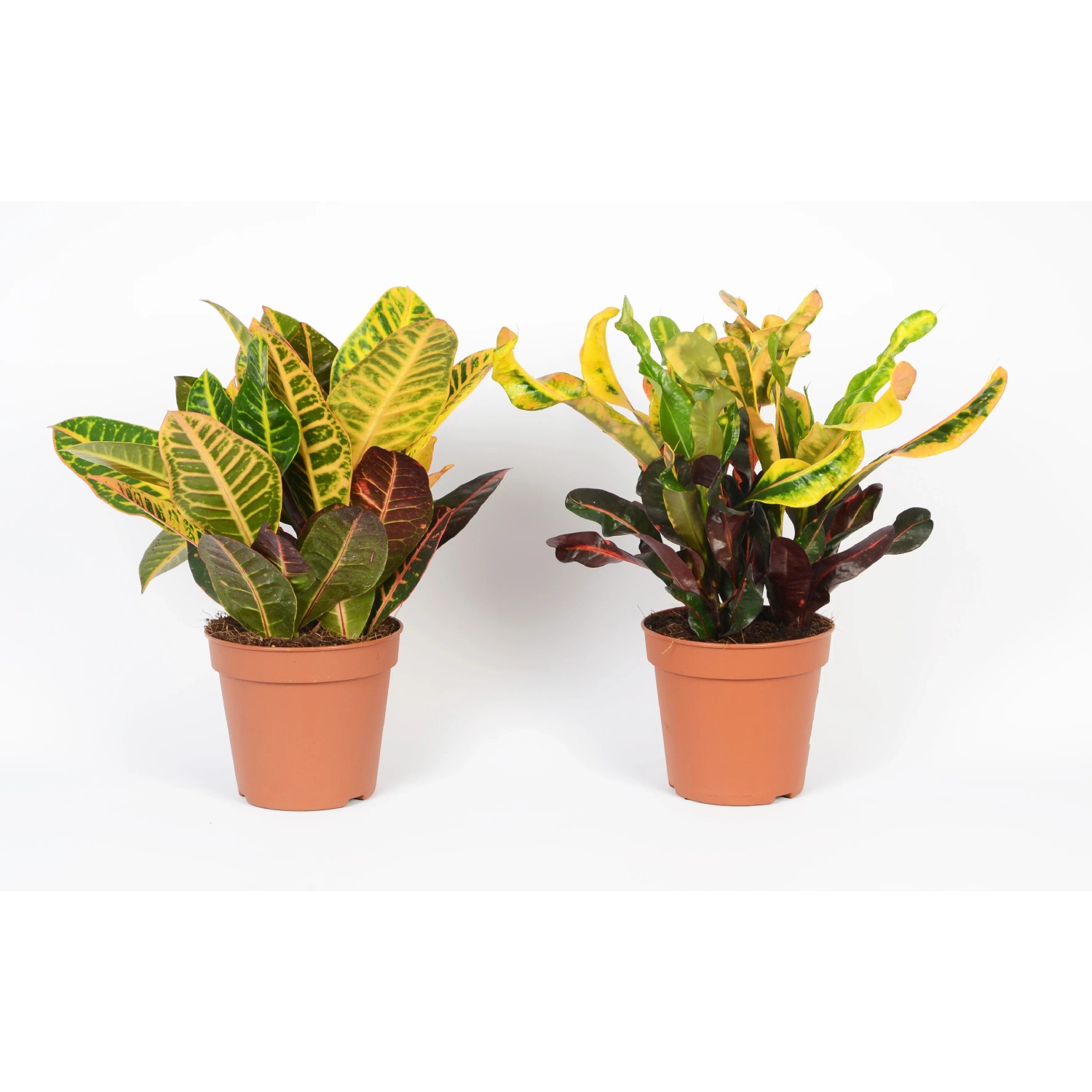 Codiaeum Sunny Star – Kroton Zimmerpflanze, 30-40 Cm Mit Topf, Luftreinigend