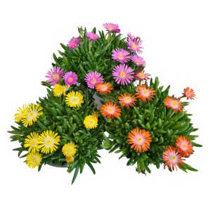Mittagsblume Delosperma cooperi im Topf mit bunten Blüten (gelb, orange, pink) für Beet und Balkon.
