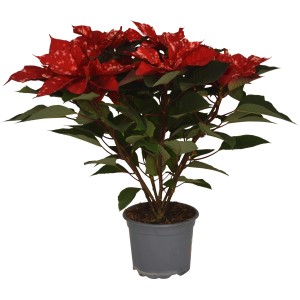 GROW by OBI Weihnachtsstern Busch "Sky Fantasy" Topf-Ø ca. 17 cm