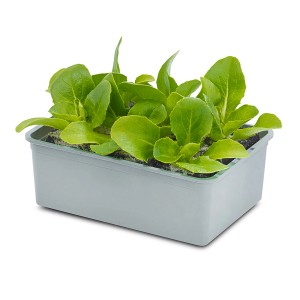 GROW by OBI Eisbergsalat Grün, 6er Schale in grauer Pflanzschale.